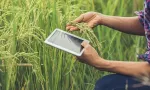 Tình Hình Chung của Ngành Nông Nghiệp trong 1 Năm Tới